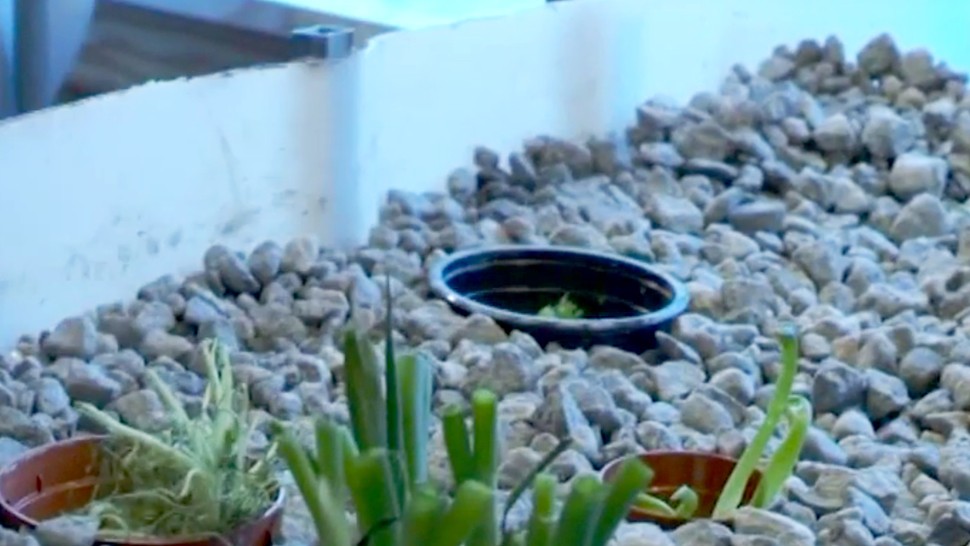 Version lg aquaponics