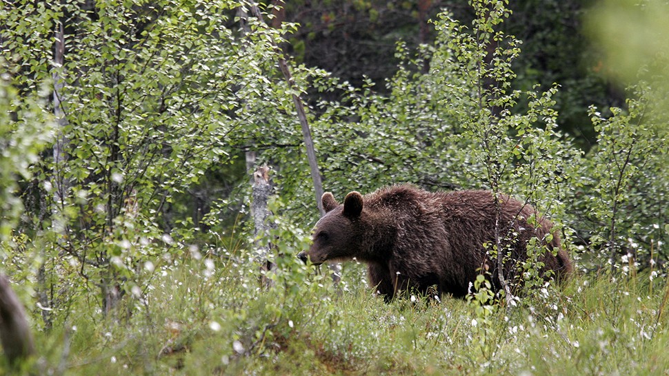 Brown Bear Bear Poop Pictures