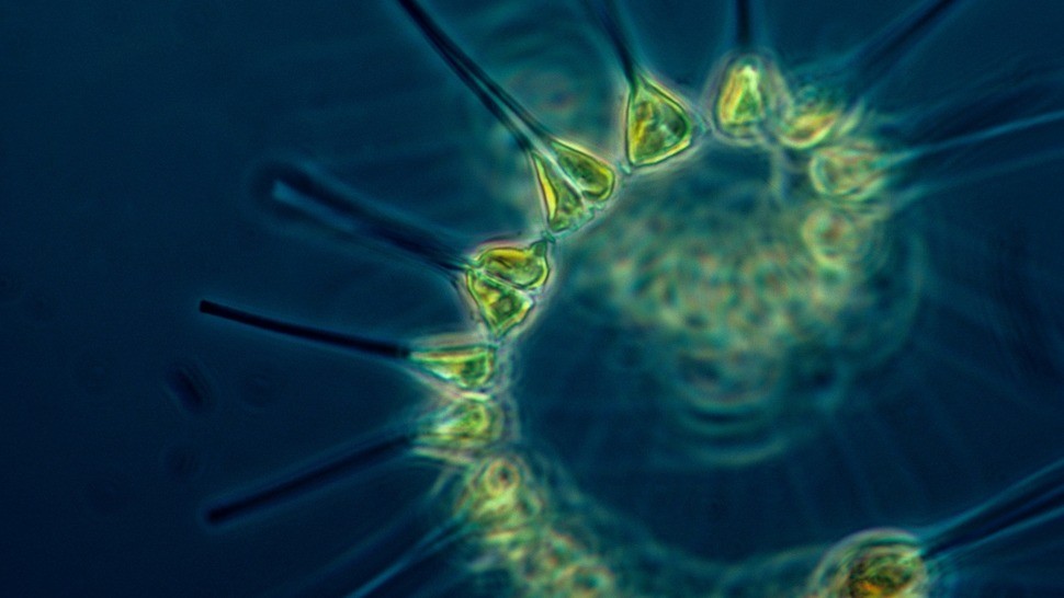 Version lg phytoplankton 1348508 1920