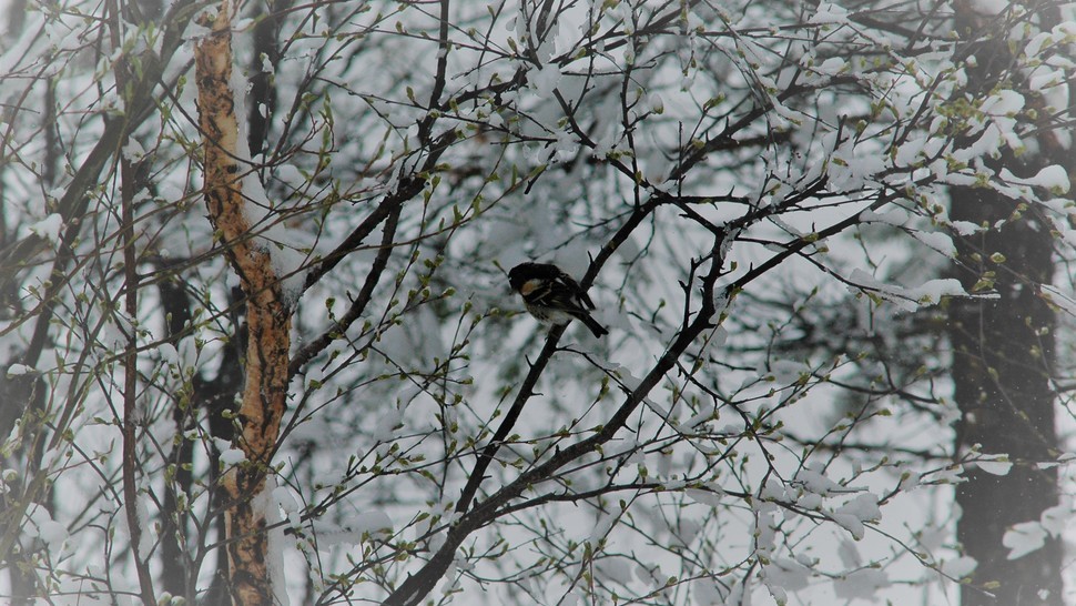 Version lg dsc 0029 youngbramblingmaleinbirchinbudburstcoveredwithsnow pauleaspholm lysnet