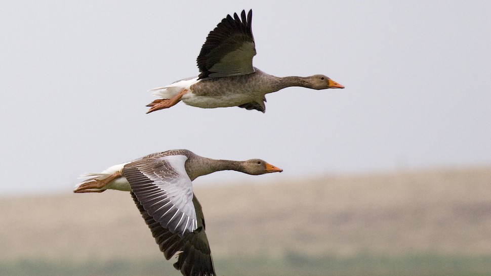 Version lg graylag geese  anser anser  in flight 1700by michaelmaggs  cc by sa 3.0  at wikimedia