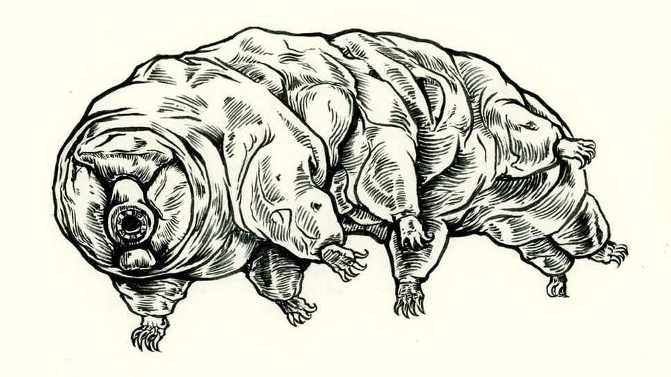 Version lg tardigrade