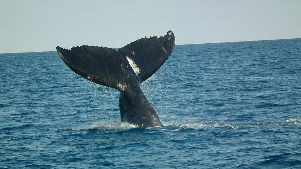 Version lg humpback tail 73489 1280