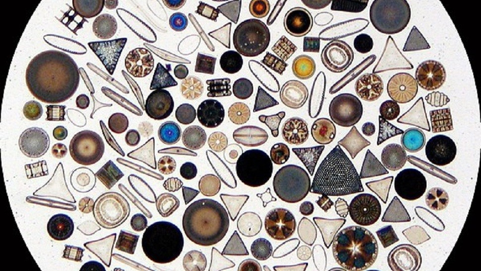 Version lg 600px diatom2