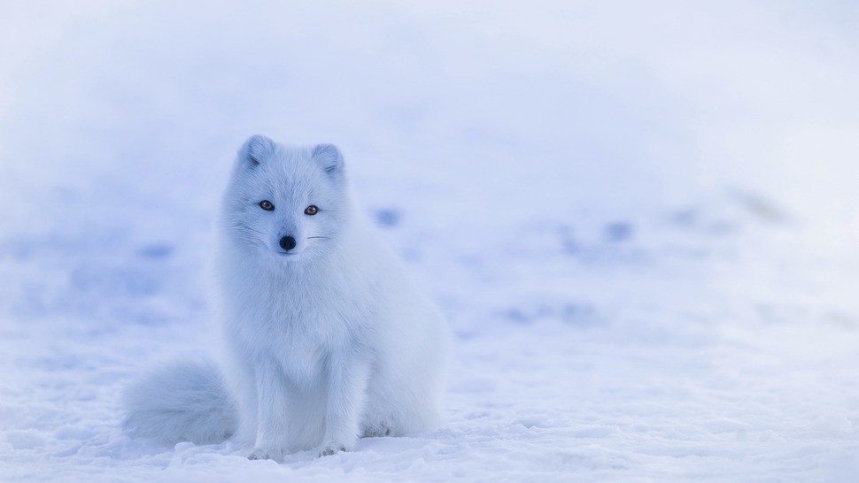 Version lg arctic fox