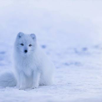 Version sm arctic fox